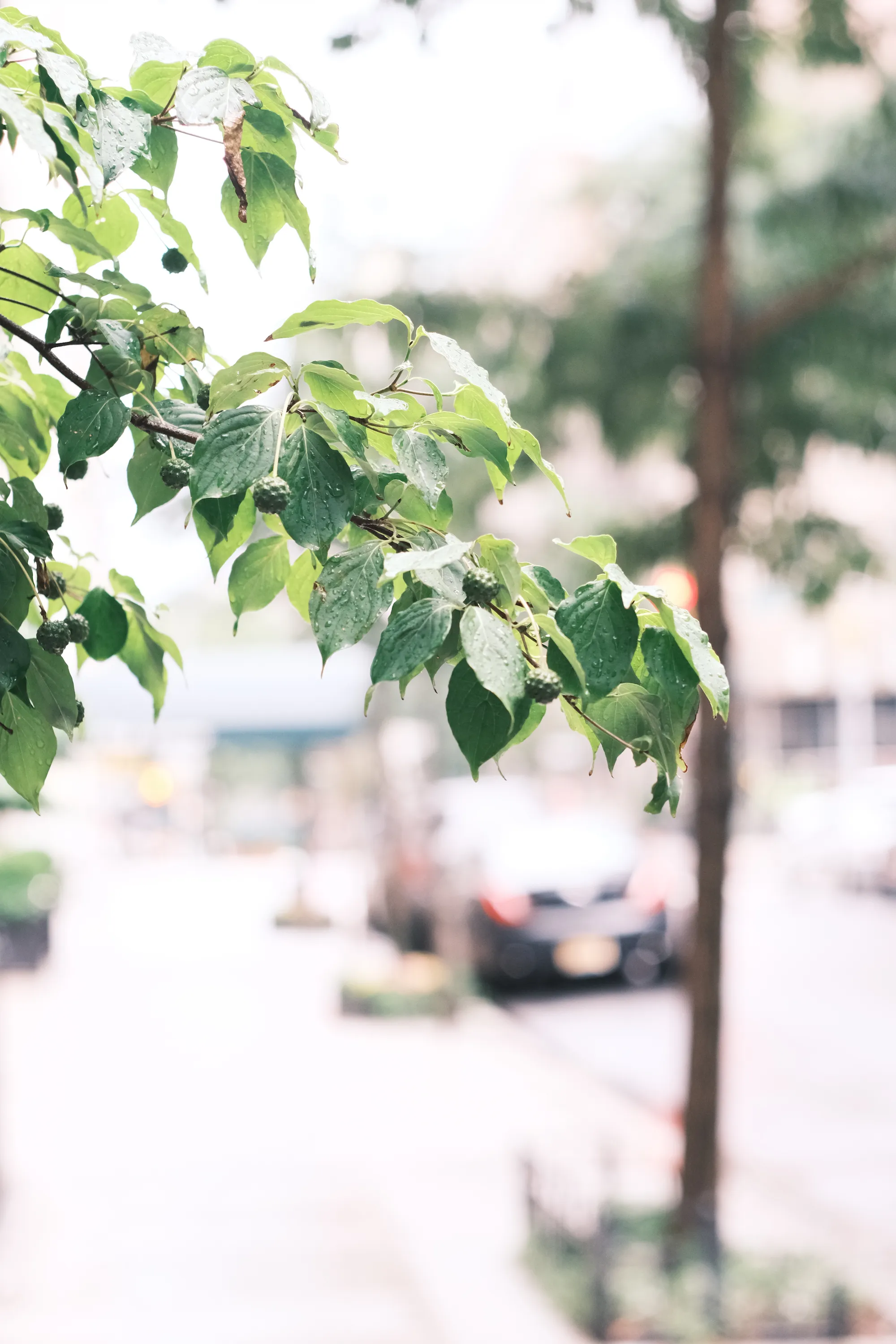 Leaves of a tree after a shower