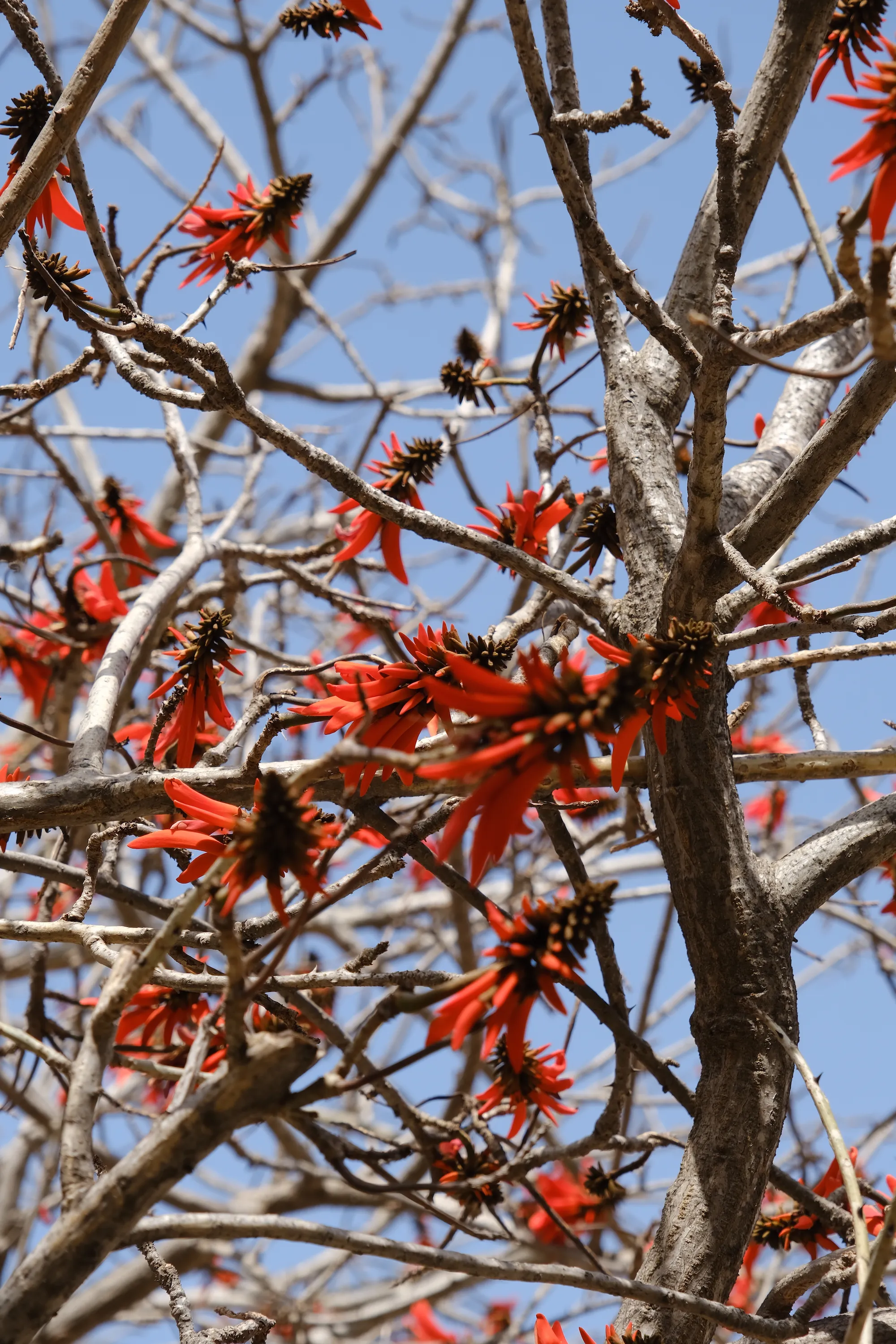 Flowers in Technion